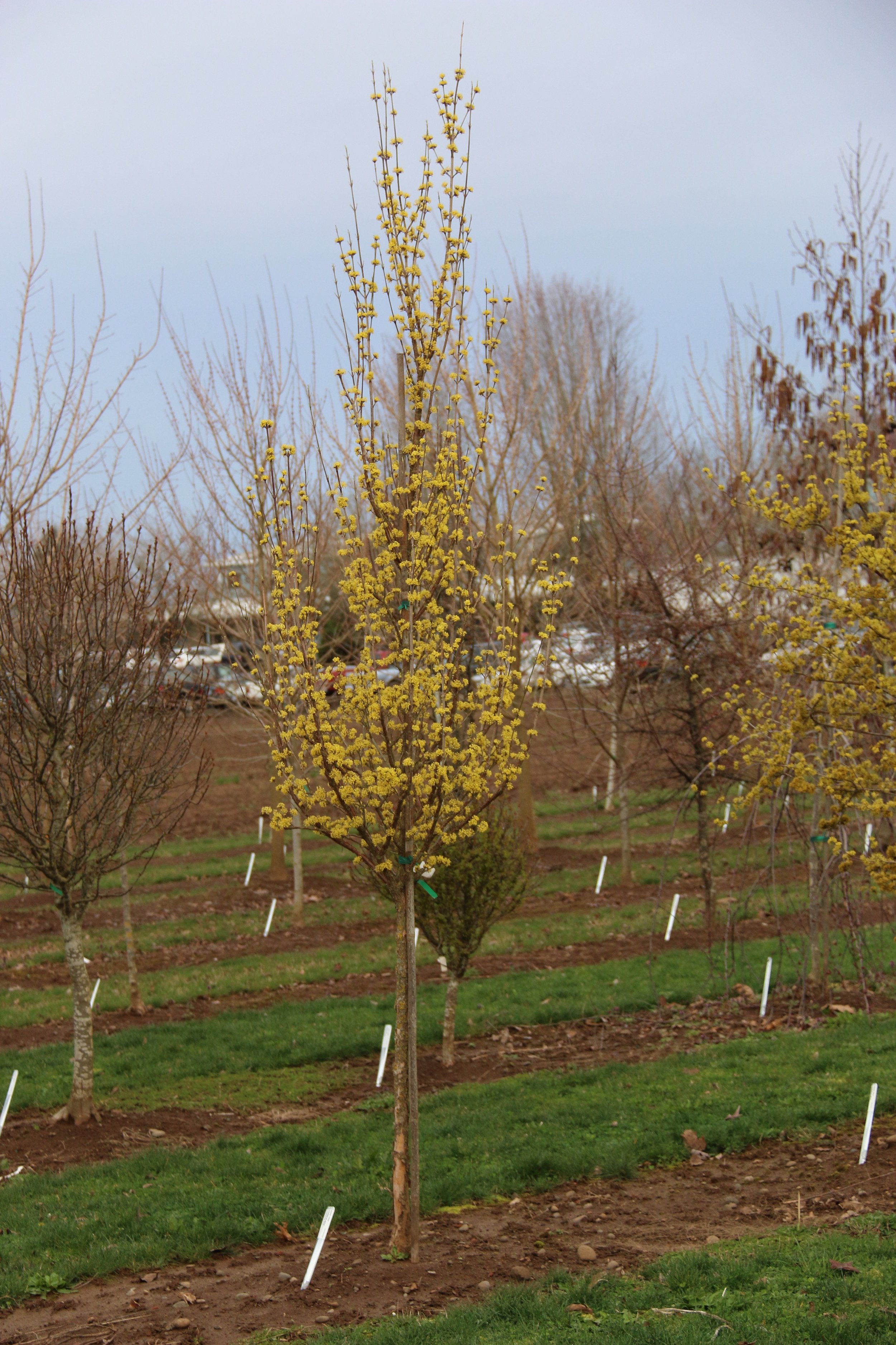 Copy of Saffron Sentinel Cornelian Cherry flwg tree 006.jpg