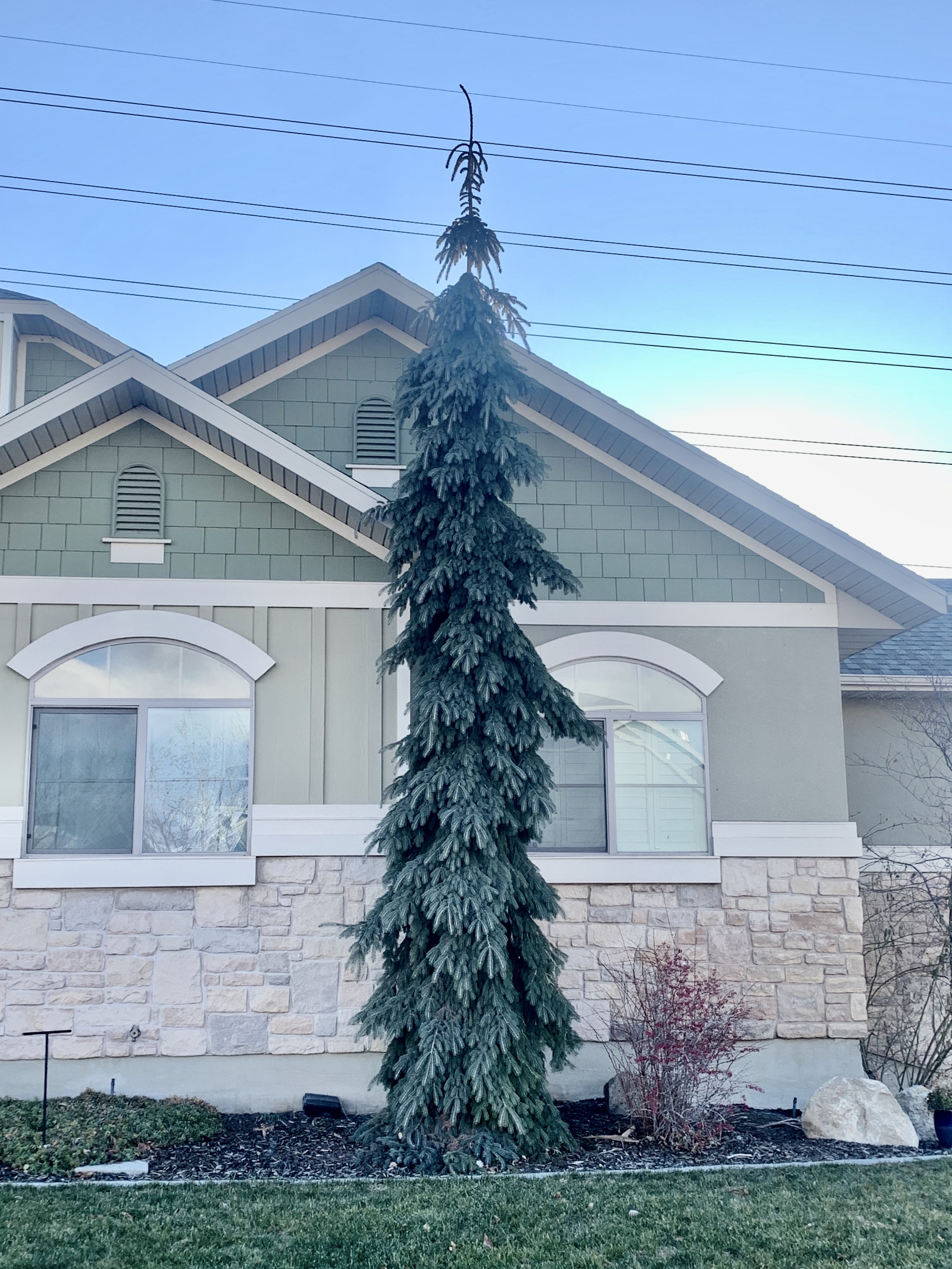 Weeping White Spruce