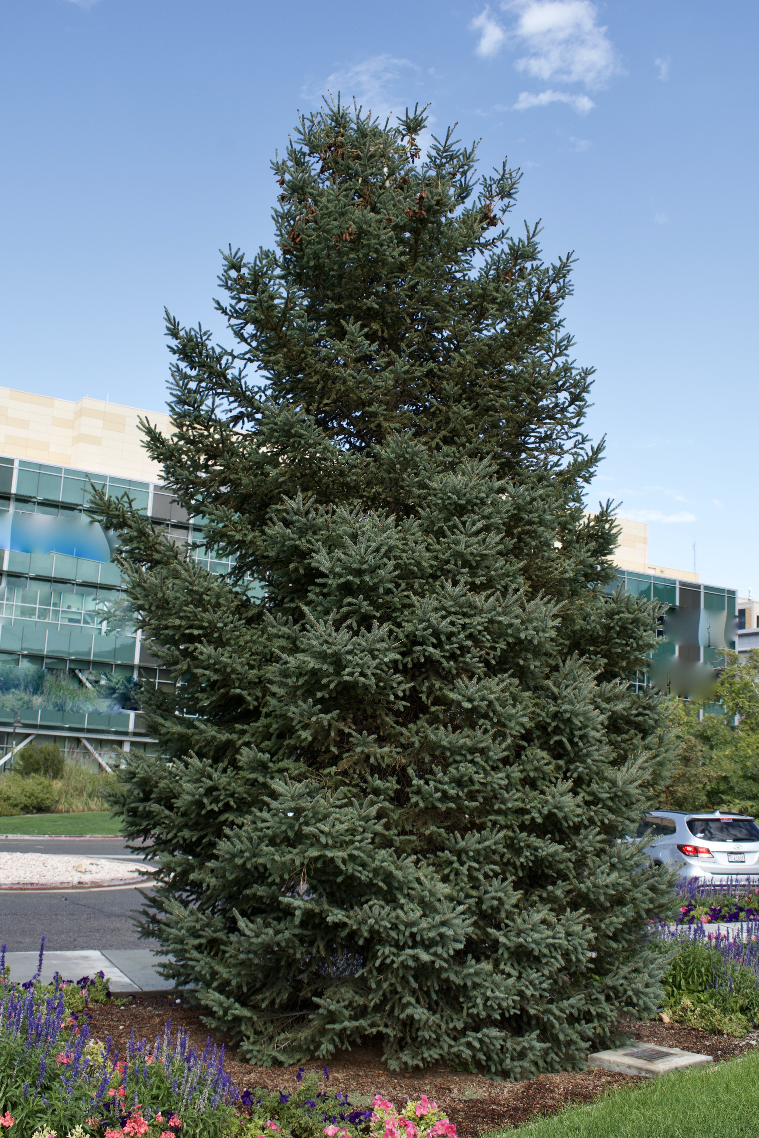 Black Hills Spruce