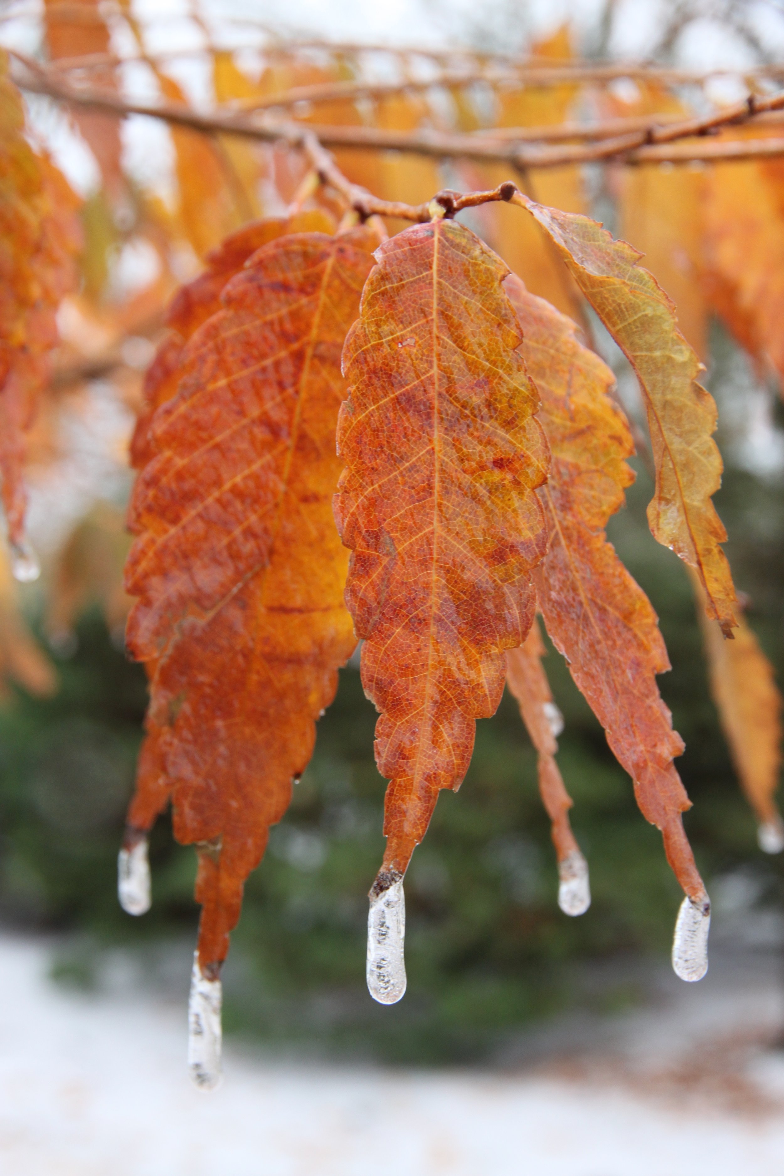 Copy of Wireless Zelkova fc leaf 01.jpg