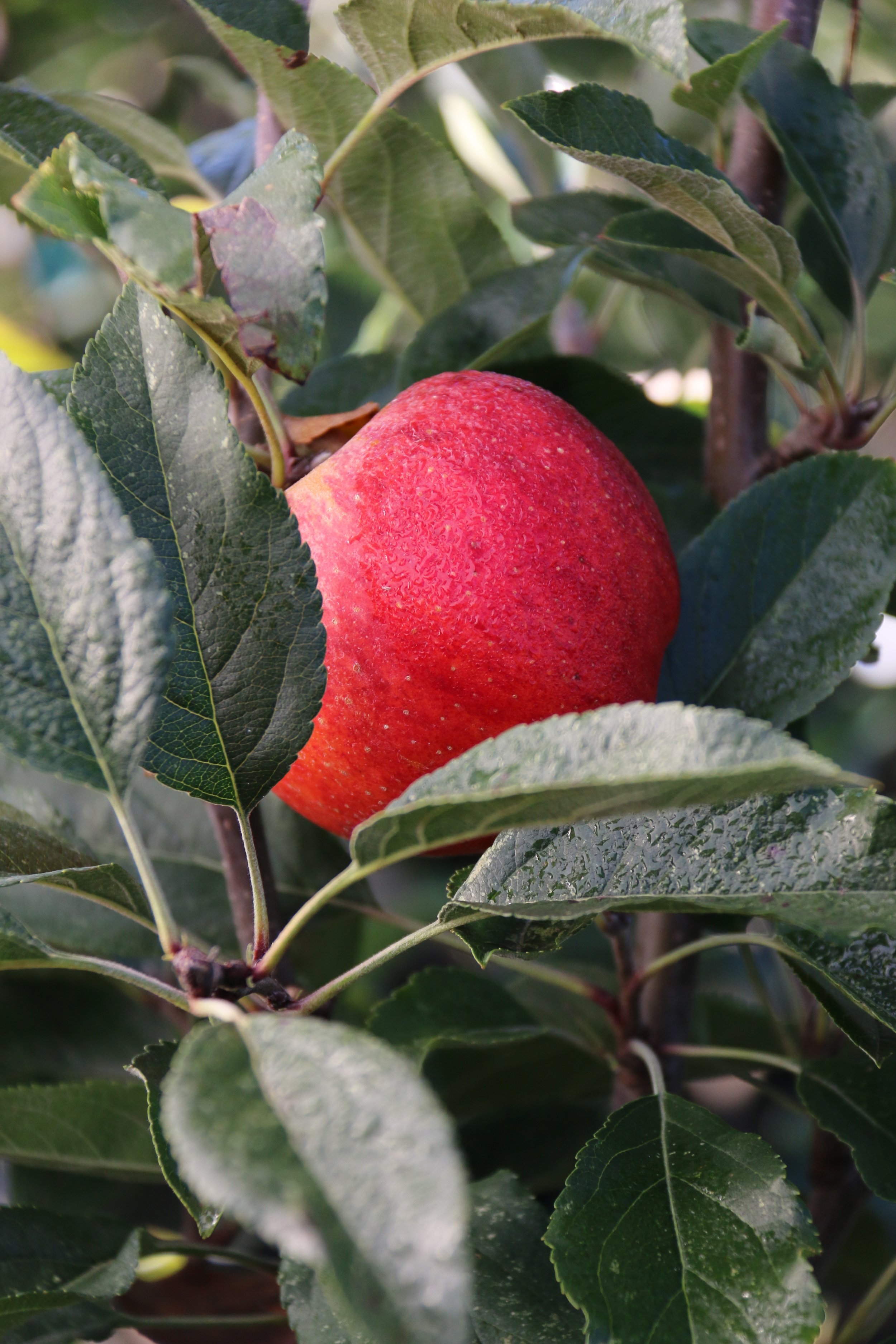 Copy of Gala Apple fruit 03.jpg