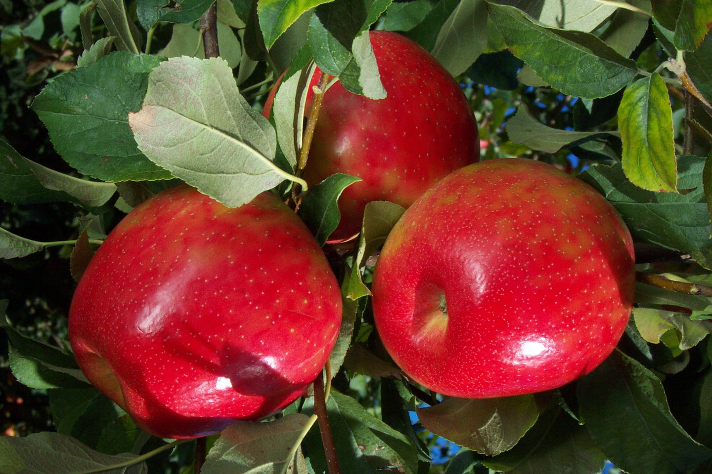 Copy of Honeycrisp Apple fruit DW 01.jpg