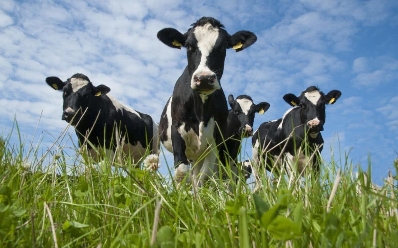 Grassfed 2.jpg