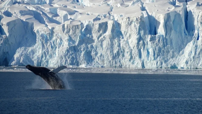 whale-and-icebergs.jpg