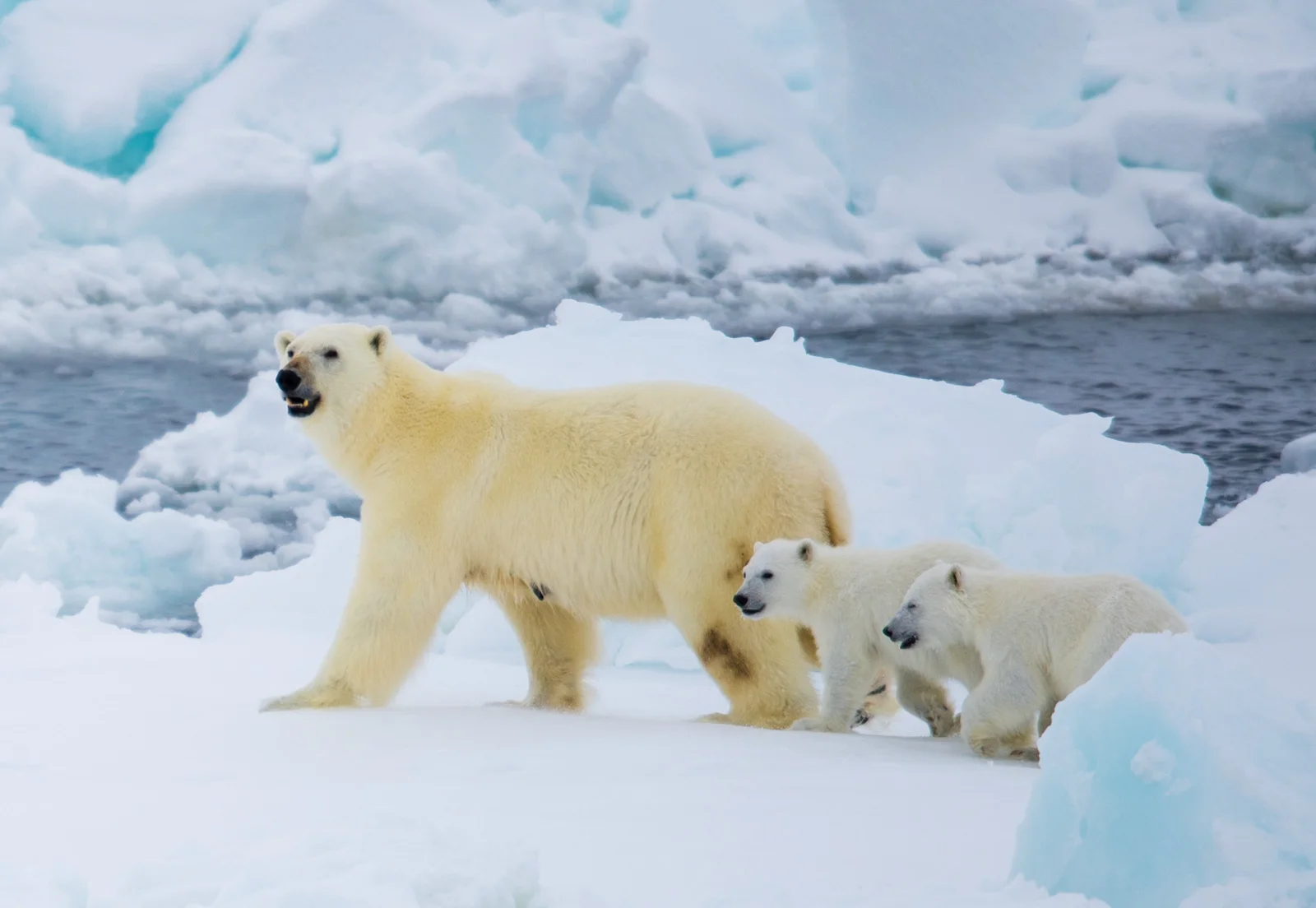 Possibly view polar bears, walrus and other wildlife