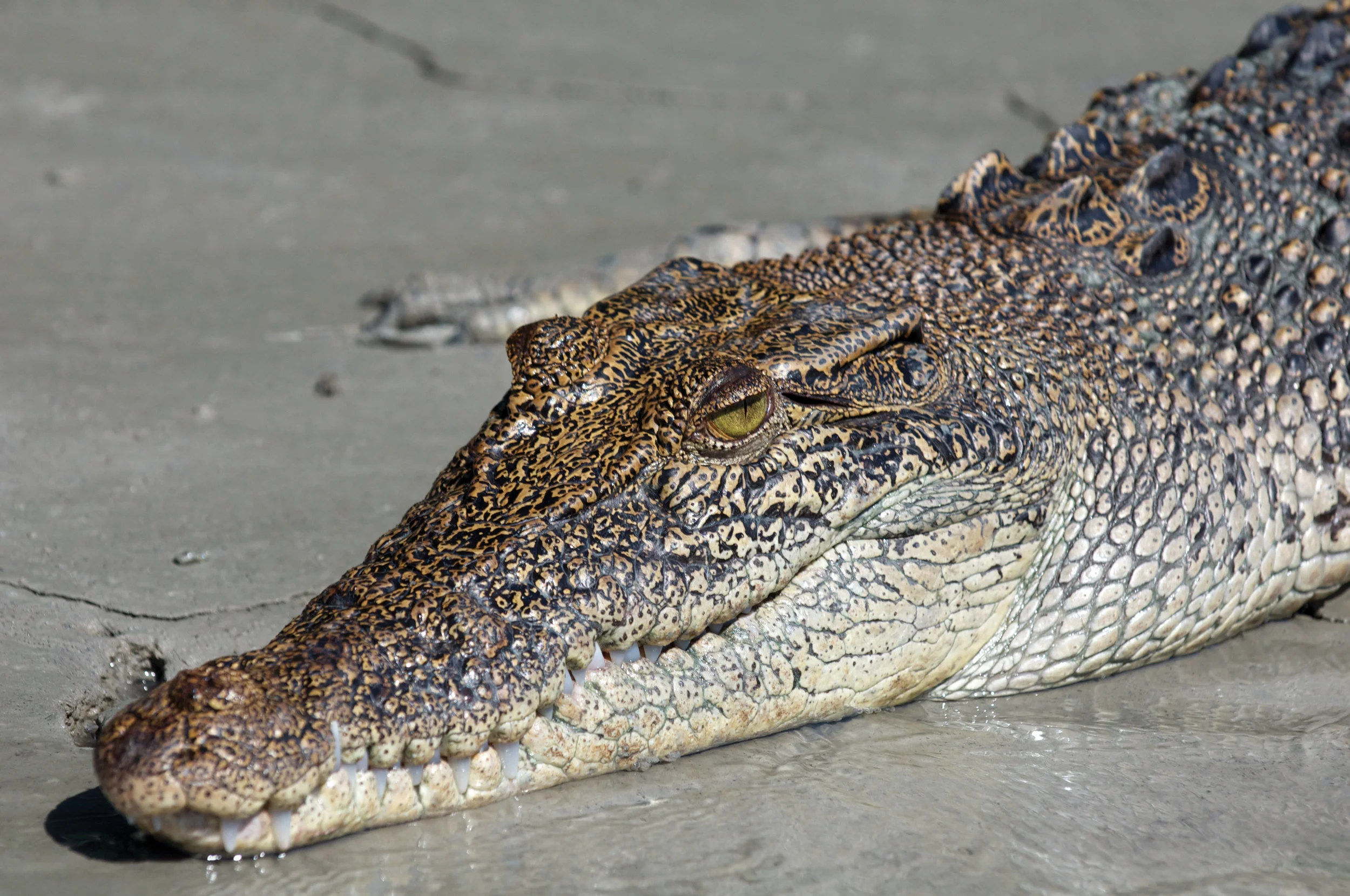 Discover Australia’s unique wildlife—rock wallabies, turtles, and mighty saltwater crocodiles.