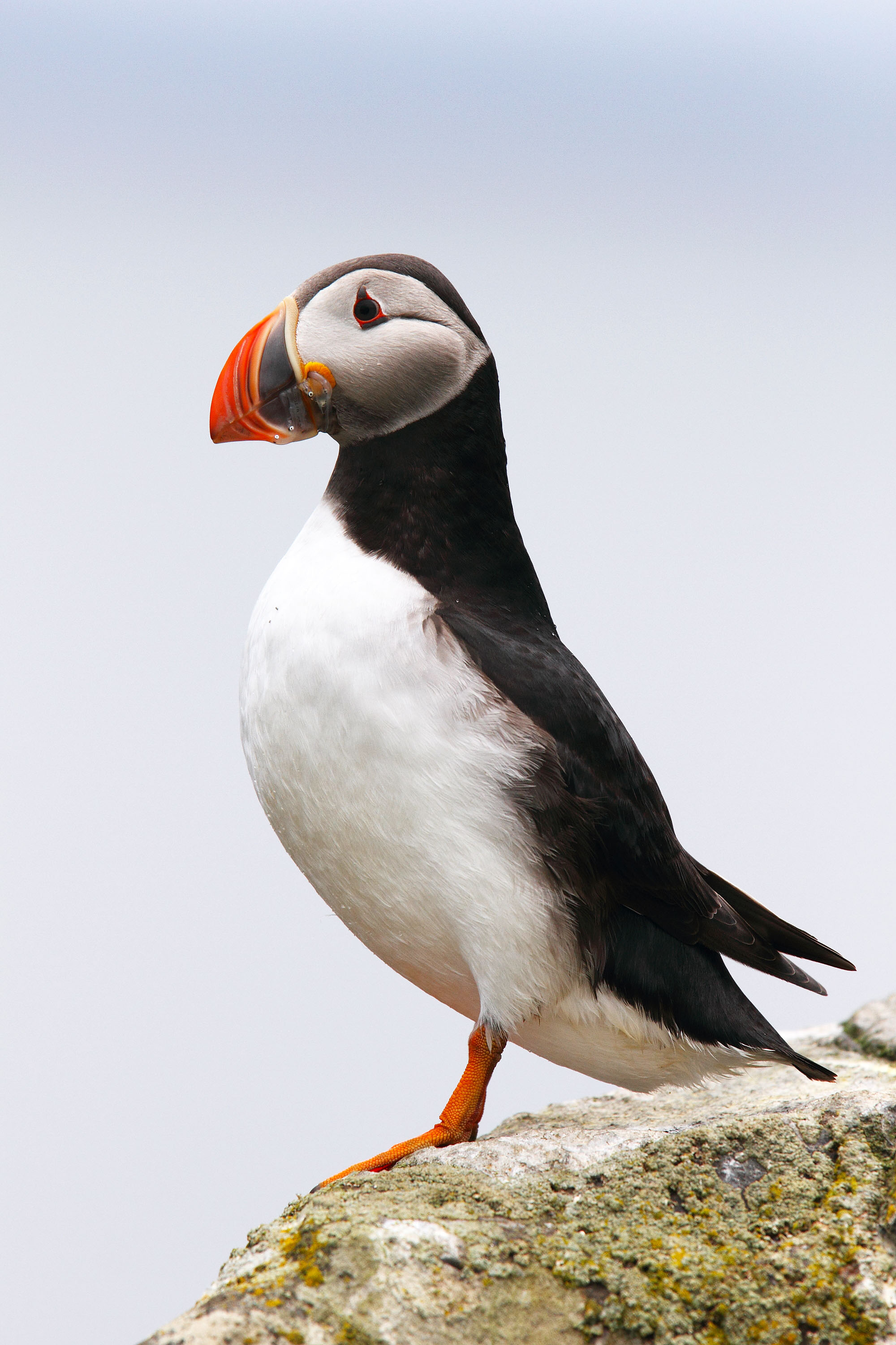 View vast colonies of breeding seabirds; kittiwakes, thick-billed murres, guillemots, fulmars, and comical puffins. 