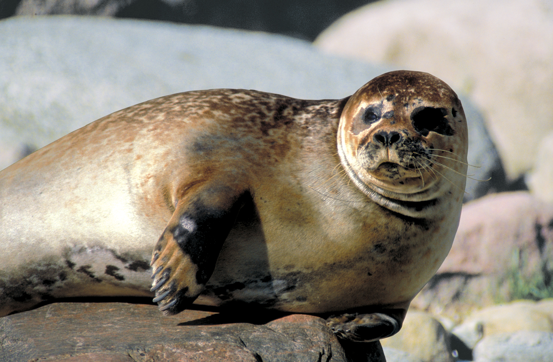 Ringedseal-Zegrahm.jpg