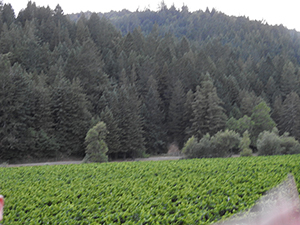 DSCN8129.jpg