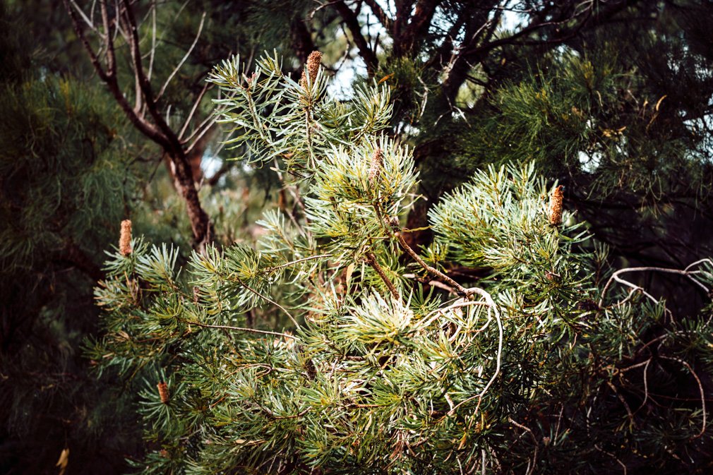 deniserixphotographs-banksia2-2.jpg