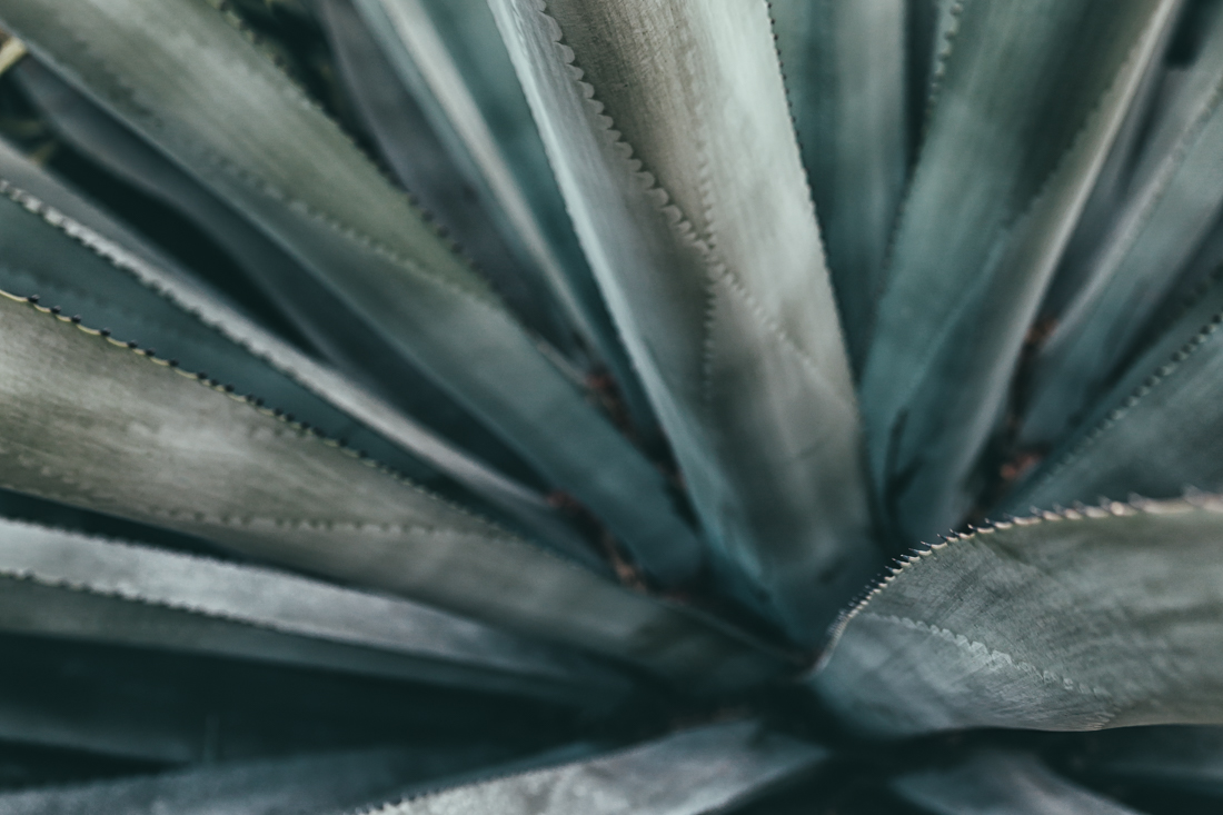 deniserix-blueagave1.jpg