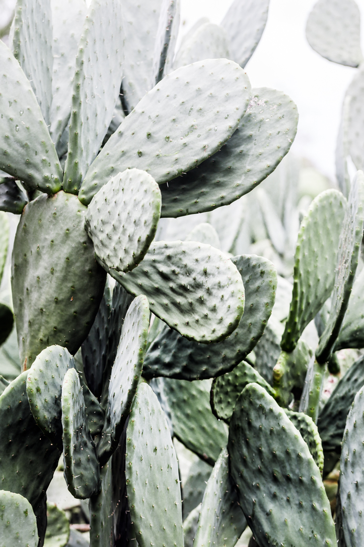 denise-rix-photographic-print-prickly-pear-4
