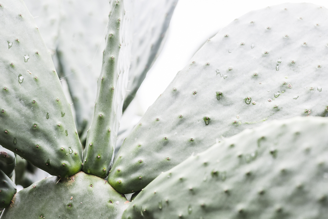denise-rix-photographic-print-prickly-pear-5