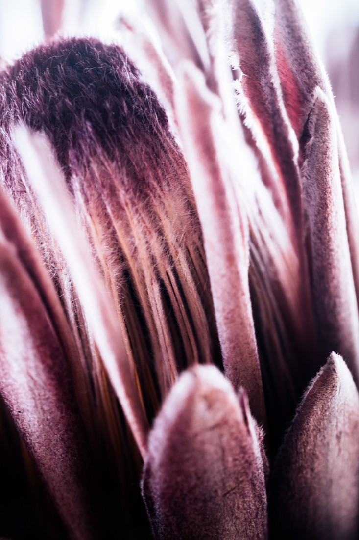 denise-rix-photographic-print-protea-11