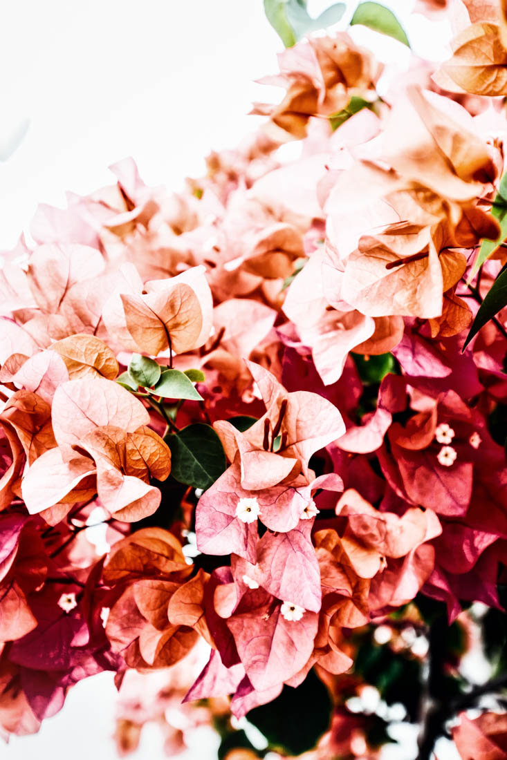 deniserix-bougainvilleapeach2.jpg