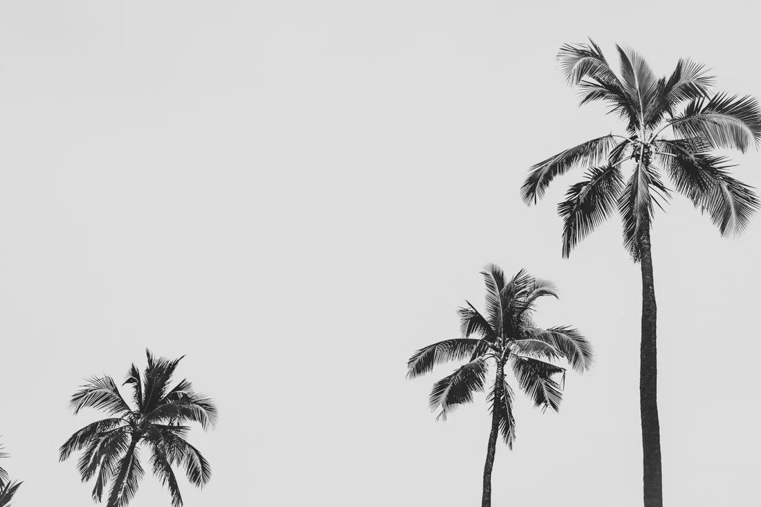 deniserix-palm7bnw.jpg