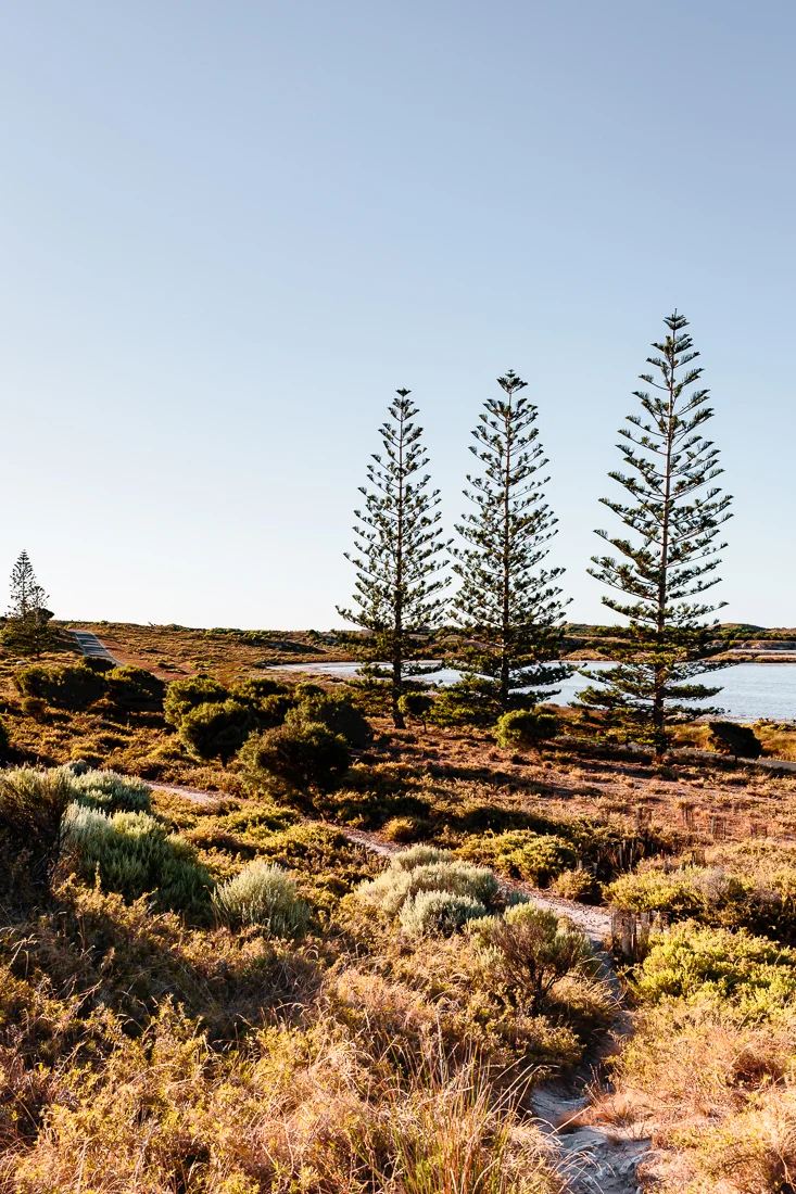 deniserix-norfolkpines-rottnest-Edit.jpg