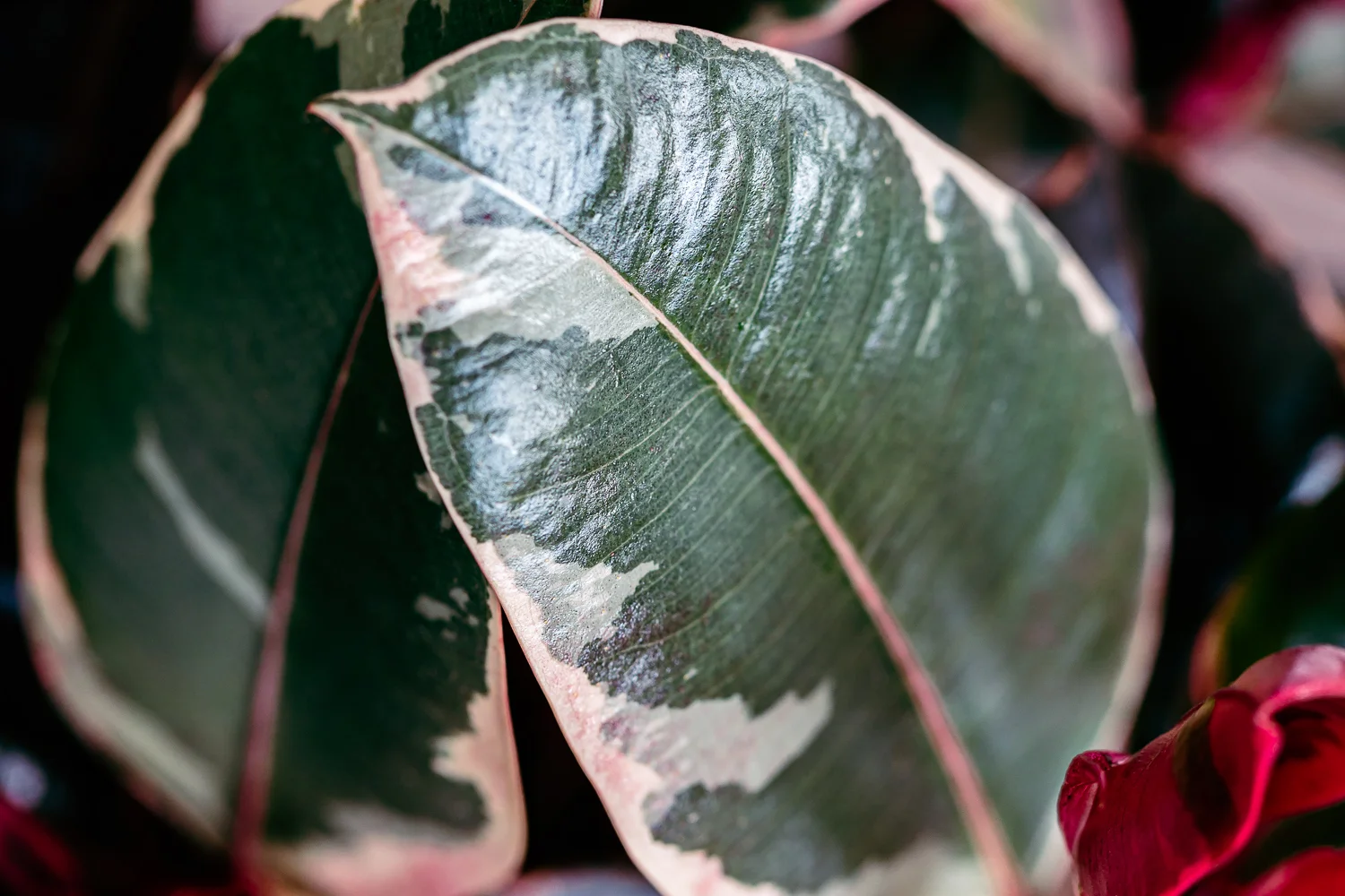deniserix-ficus1.jpg