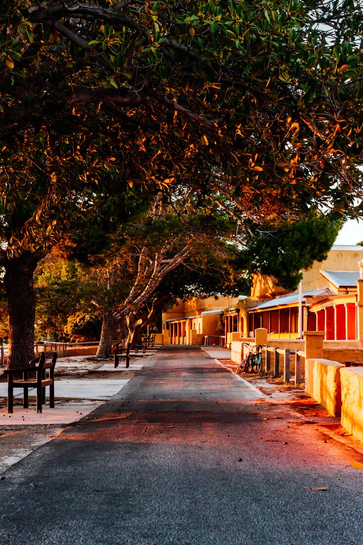 nyi nyi bidi 2 rottnest island (vertical)