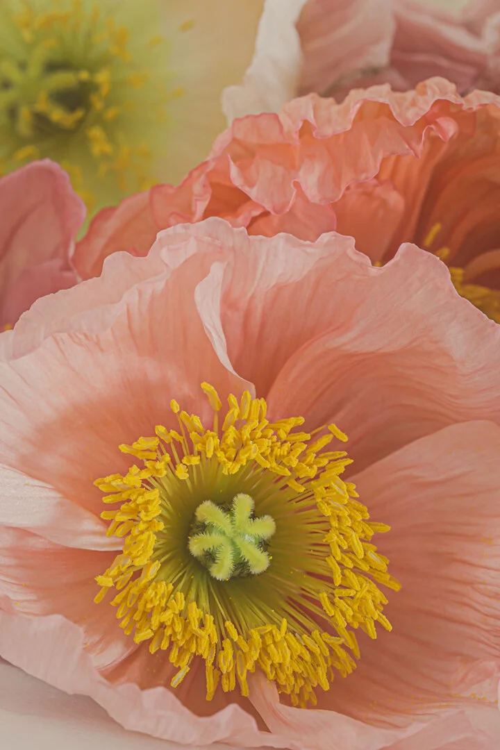 denise-rix-botanical-photographic-print-poppies-6