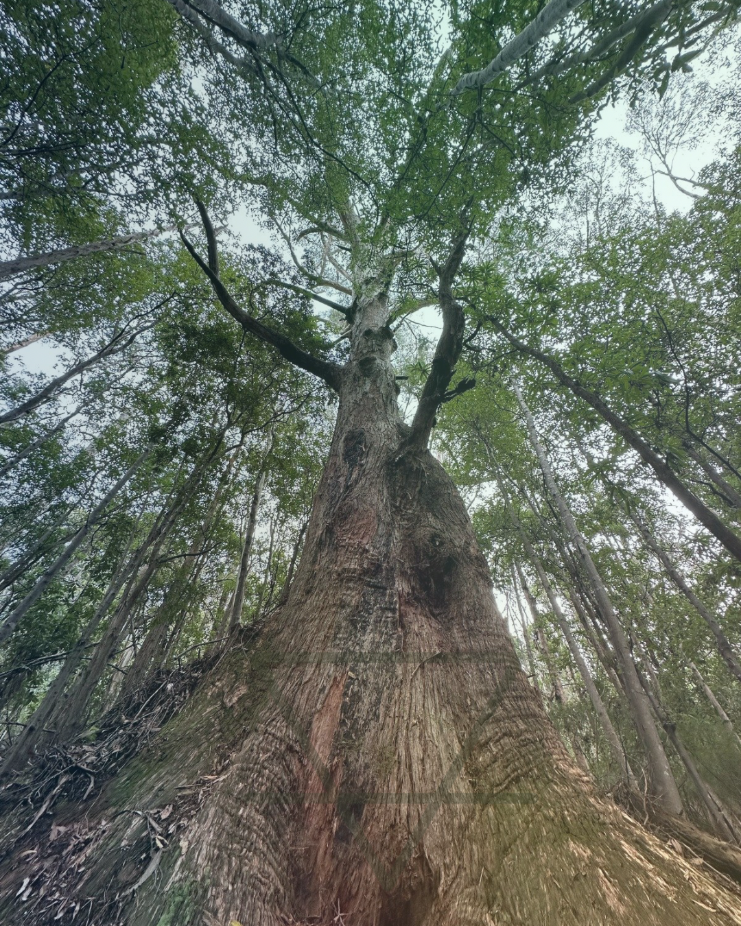 The Energy Temple - 2.png