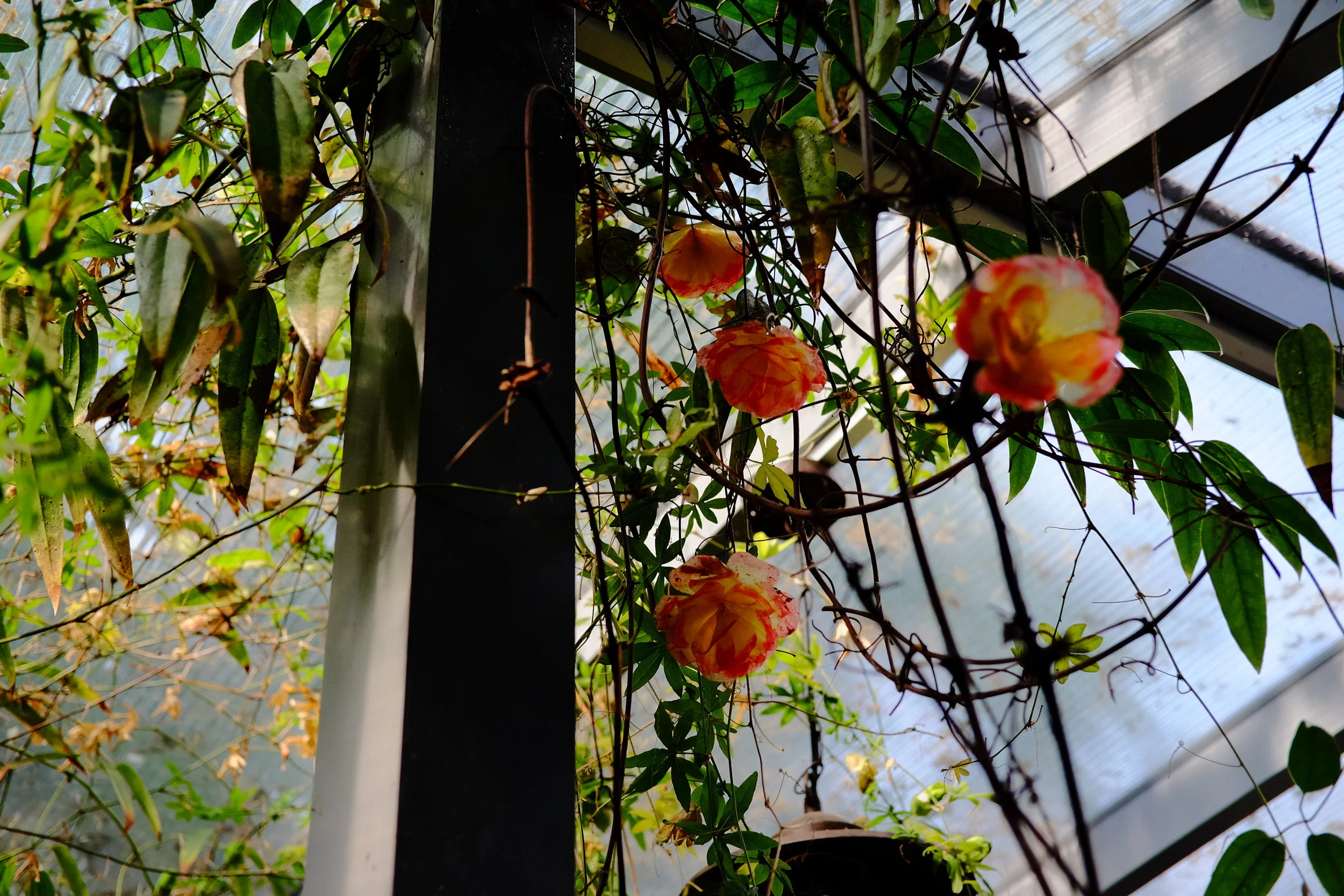 DSCF2218.JPG