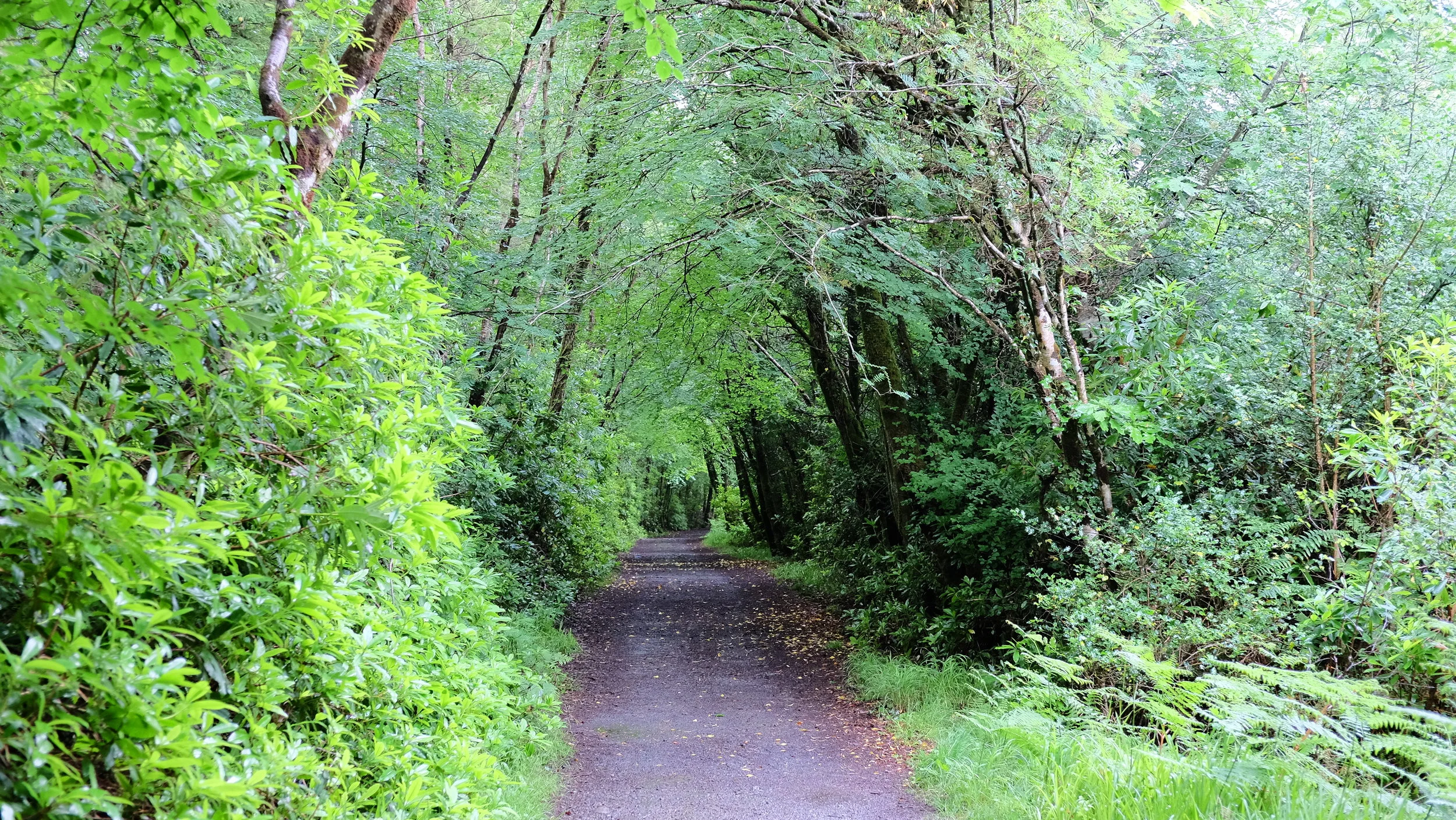 DSCF2519.JPG