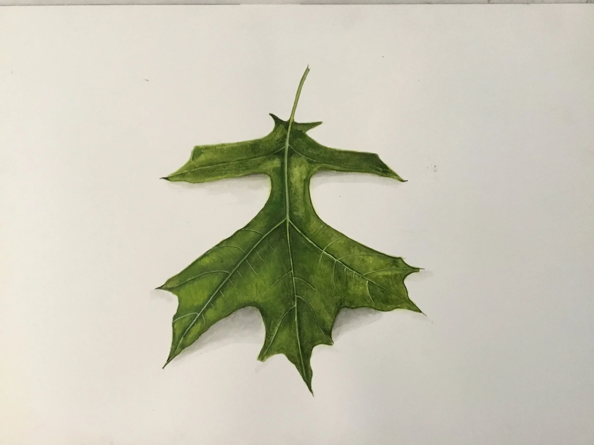Oak leaf