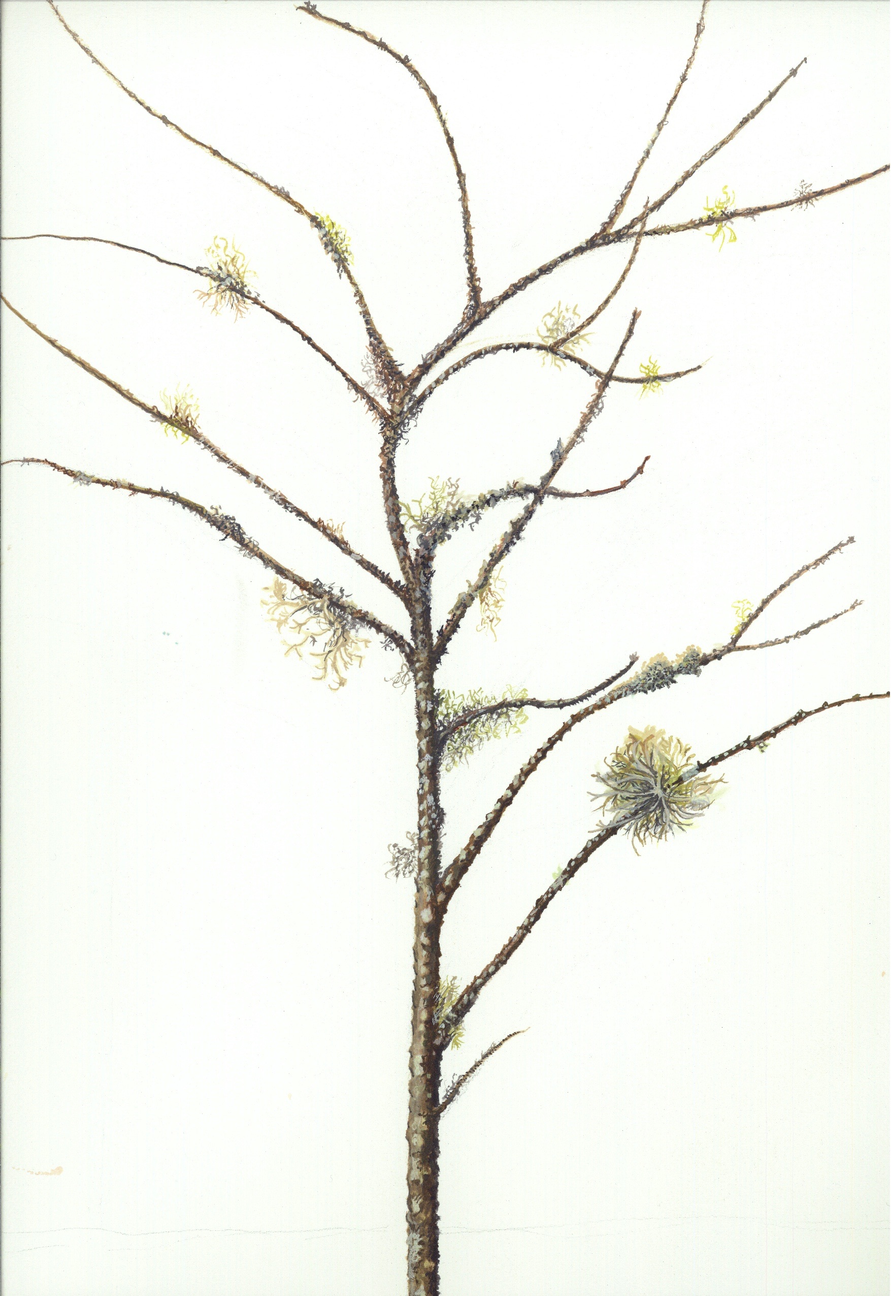 Dead Branch with Lichens