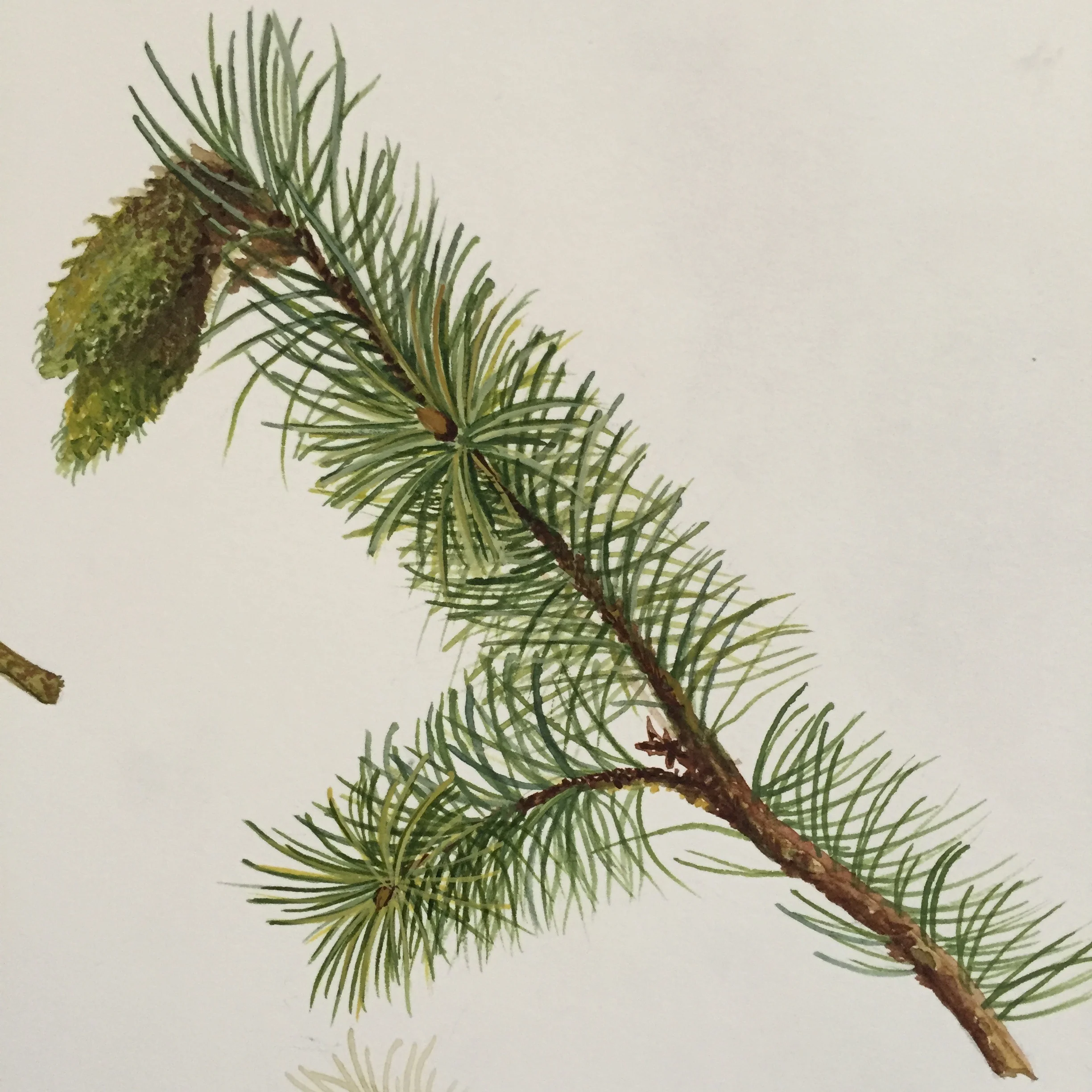 Pine