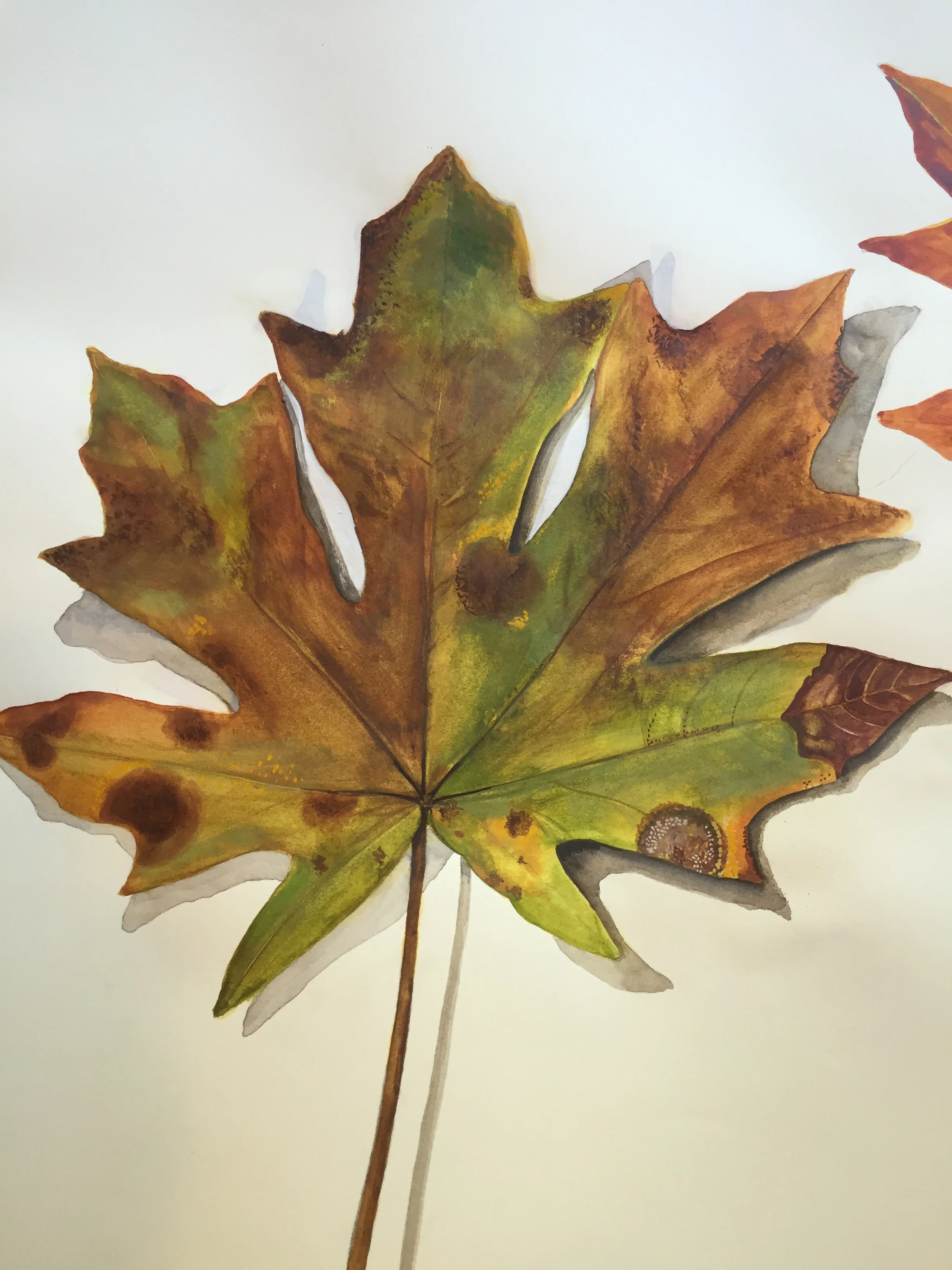 Big Leaf Maple Detail