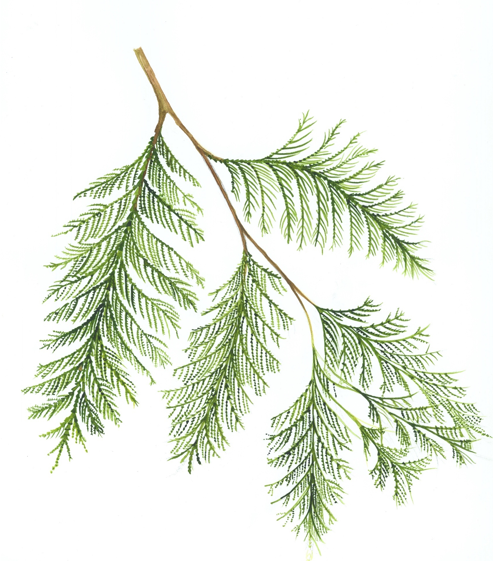Red Cedar Branch