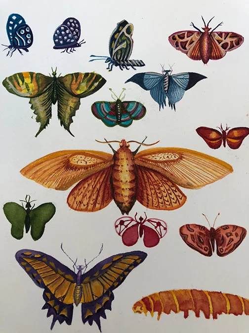 butterflies