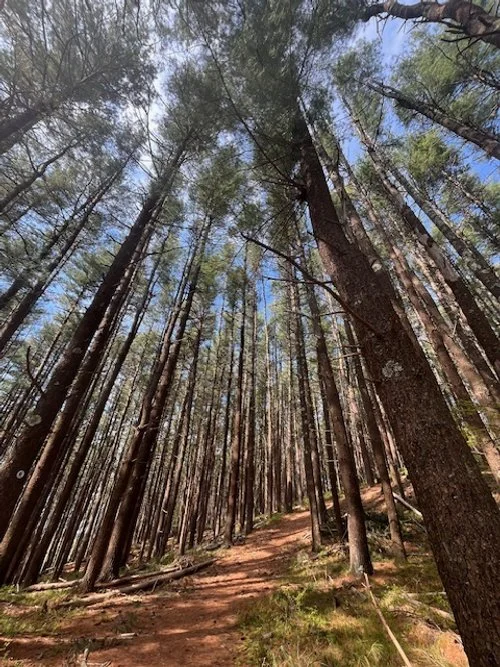 Mindful Vinyasa Yoga (Warm) (All Levels)