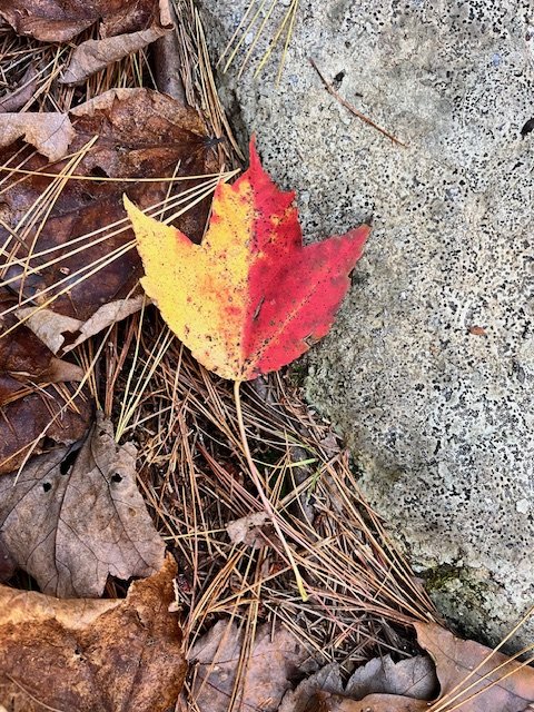 Portal of Possibilities: Half-Day Retreat into Nature – The October New Moon Edition