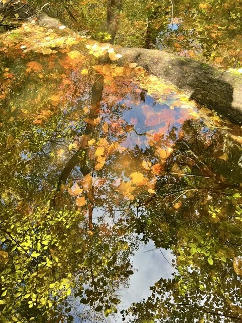 Nature Immersion: Mid-Autumn Mini Retreat