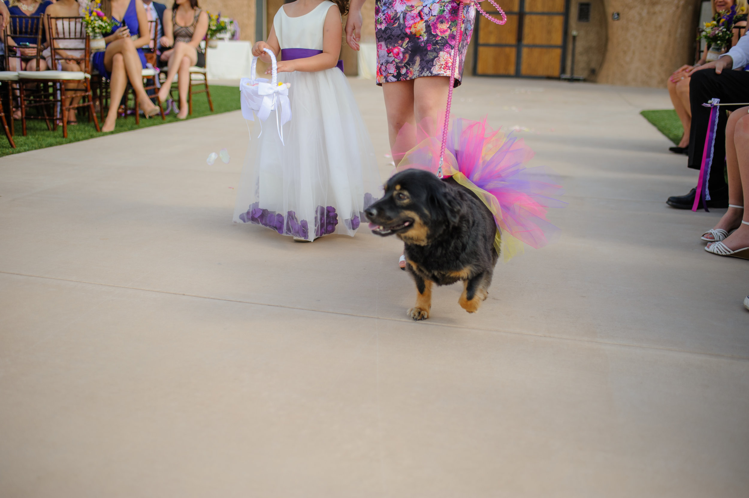 casey-sasha-009-helwig-winery-plymouth-wedding-photographer-katherine-nicole-photography.JPG