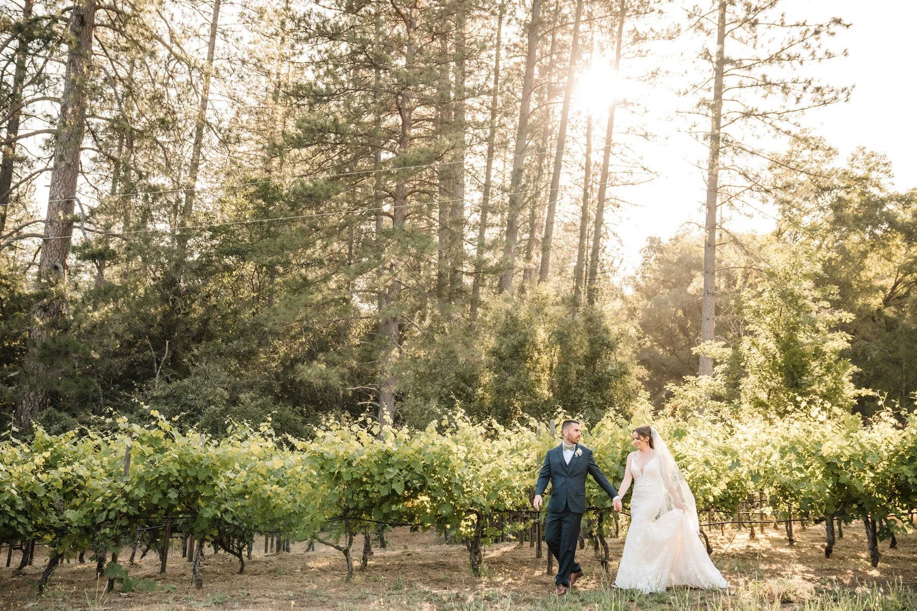 A bride and groom walking hand in hand through a vineyard during sunset at their Monte Verde Inn wedding, surrounded by tall trees in the background. Photography by Sacramento wedding photographer Katherine Nicole Photography.