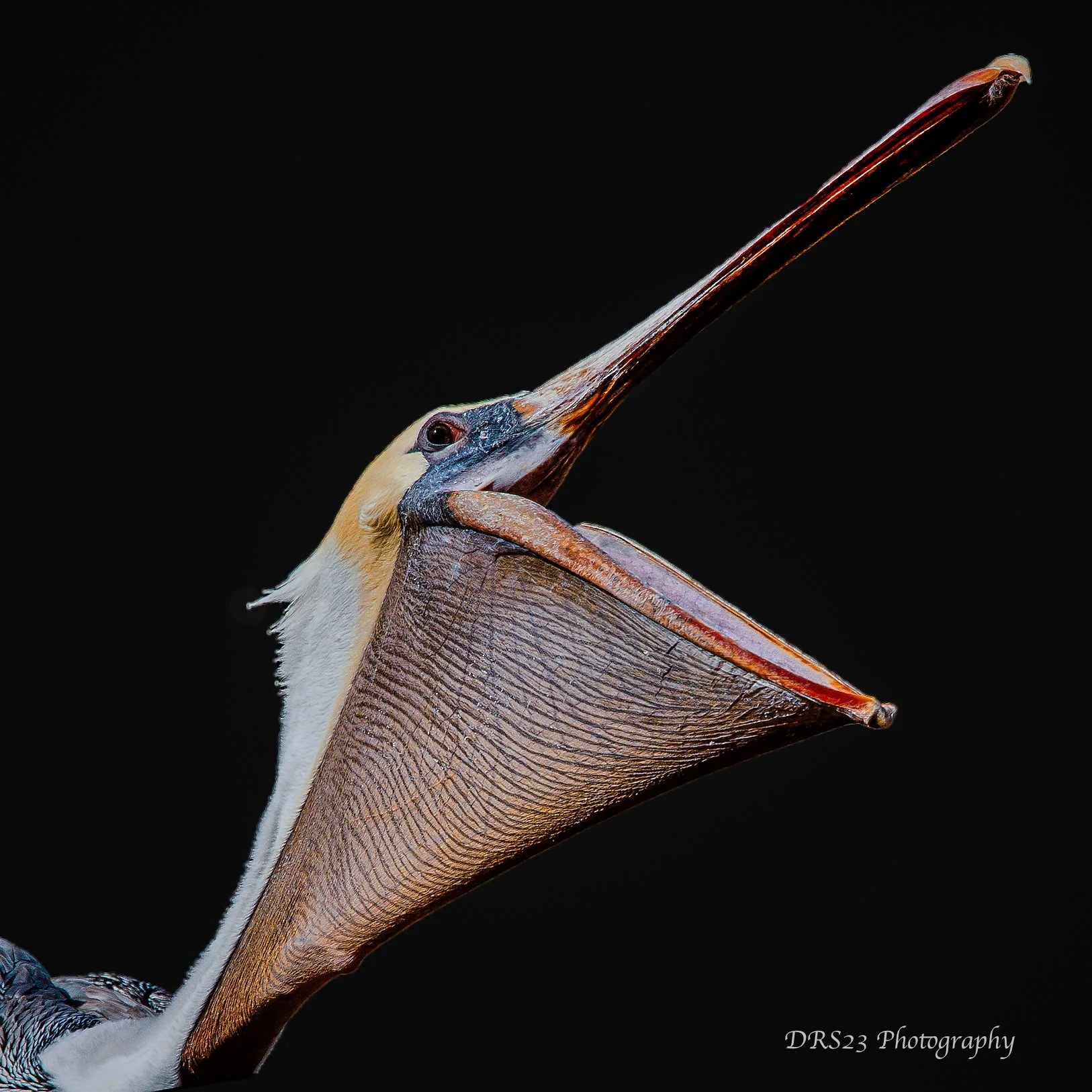 A Celebration of Birds...