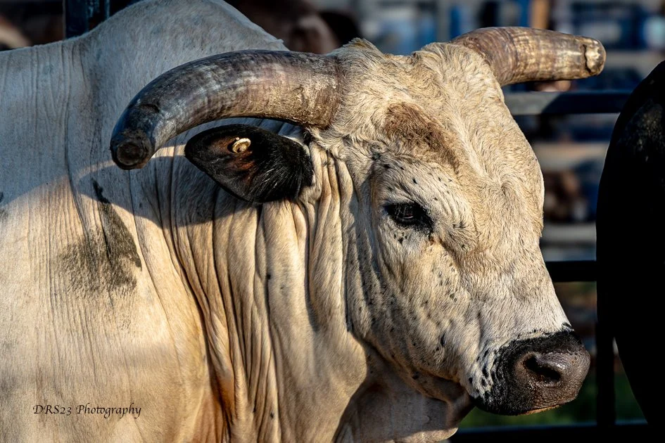 Rodeo-Spartanburg-260731-4 LRBWM.jpg