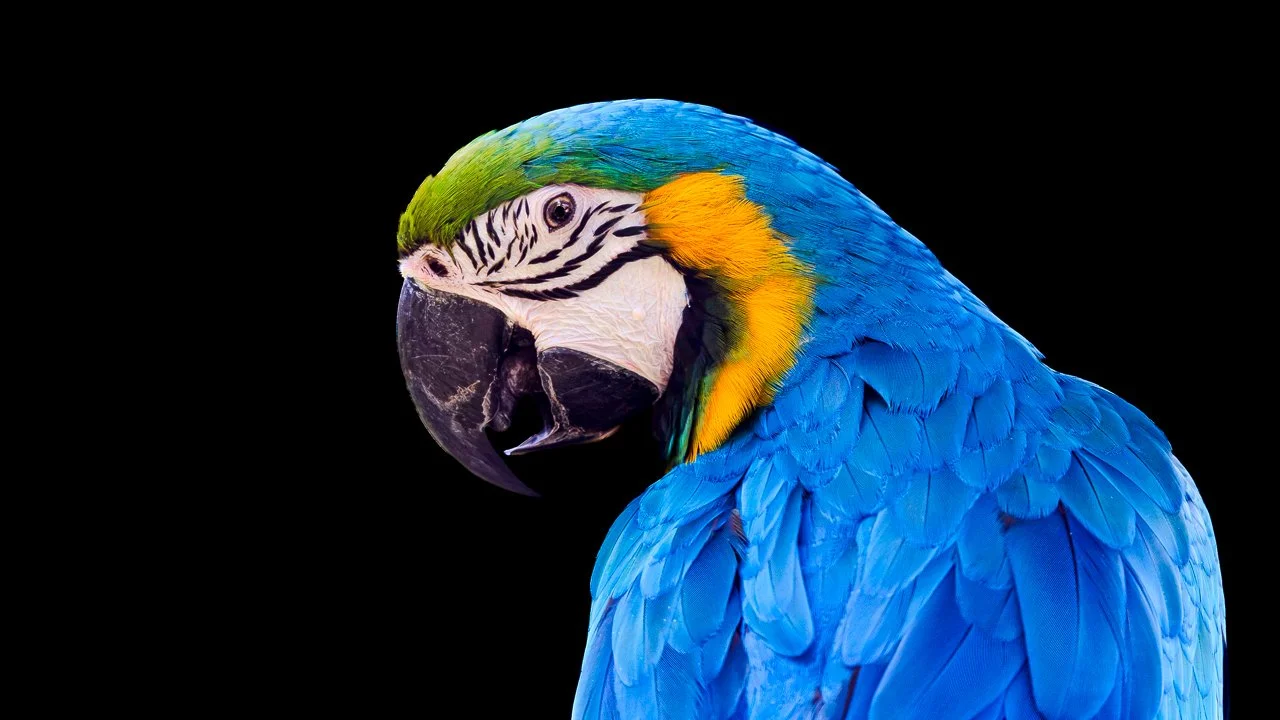 Blue and Gold Macaw Hero Banner-SHBP NC-260827-NoWM-1.jpg