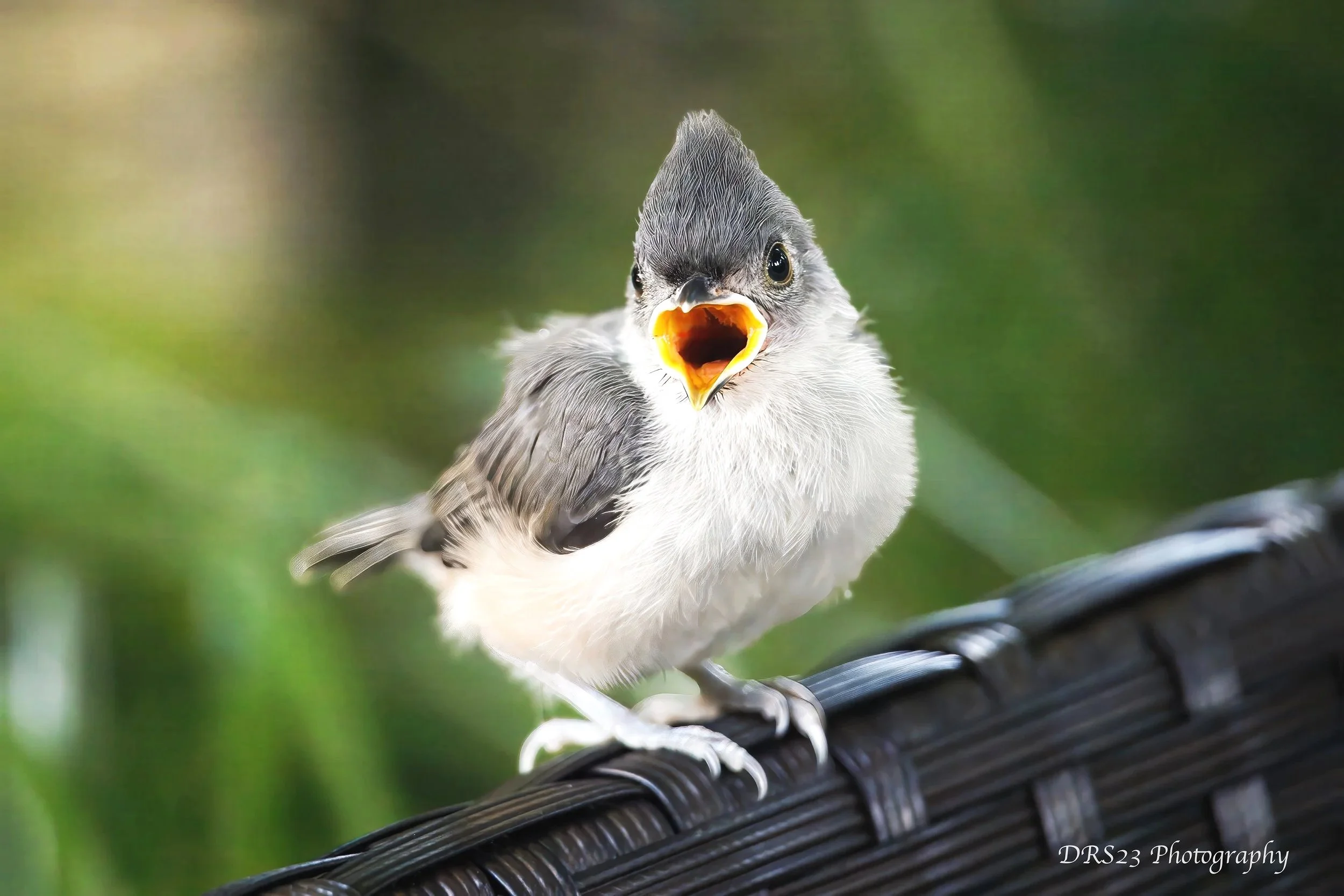 Juvenile Titmouse V01-250530-IMG1075-Edit WM12x18-website copy.jpg