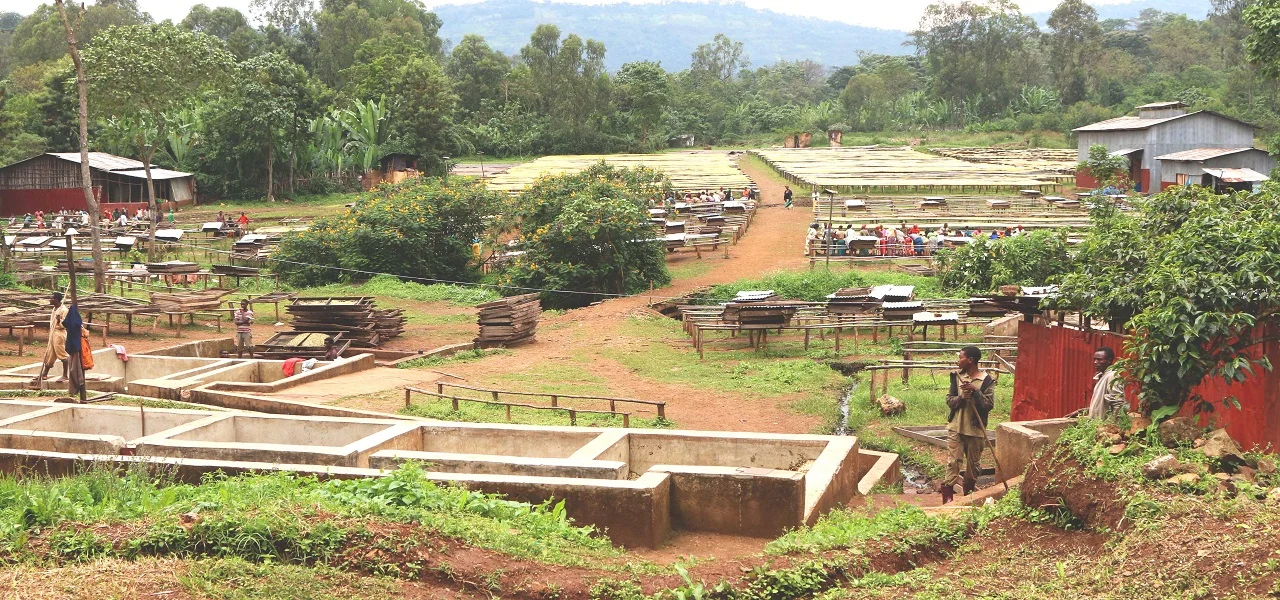 A farm in the "Gedeo zone", named after the local tribe "Adado". The region is comprised of 7000 farmers.