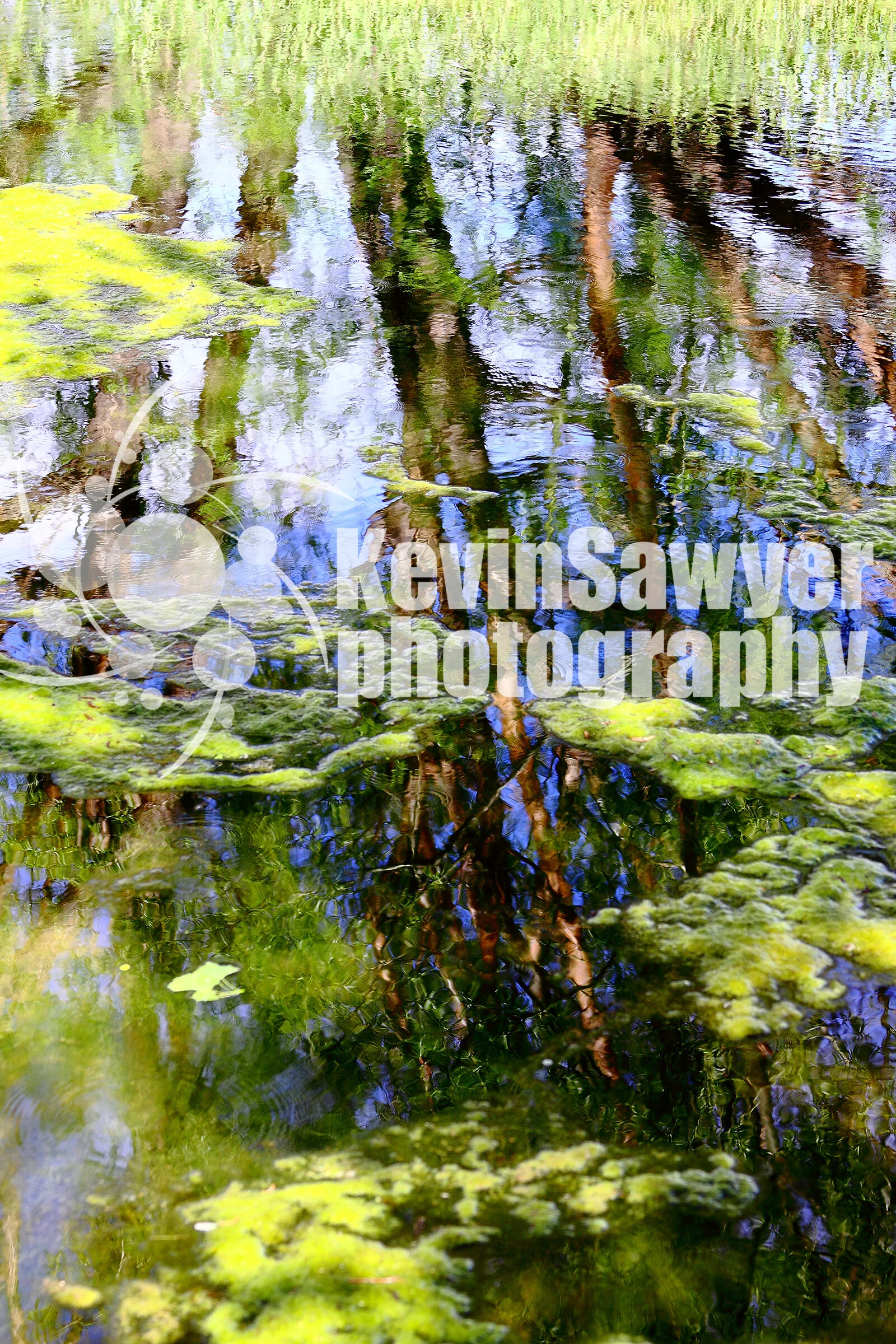 TreeReflection20X30.jpg