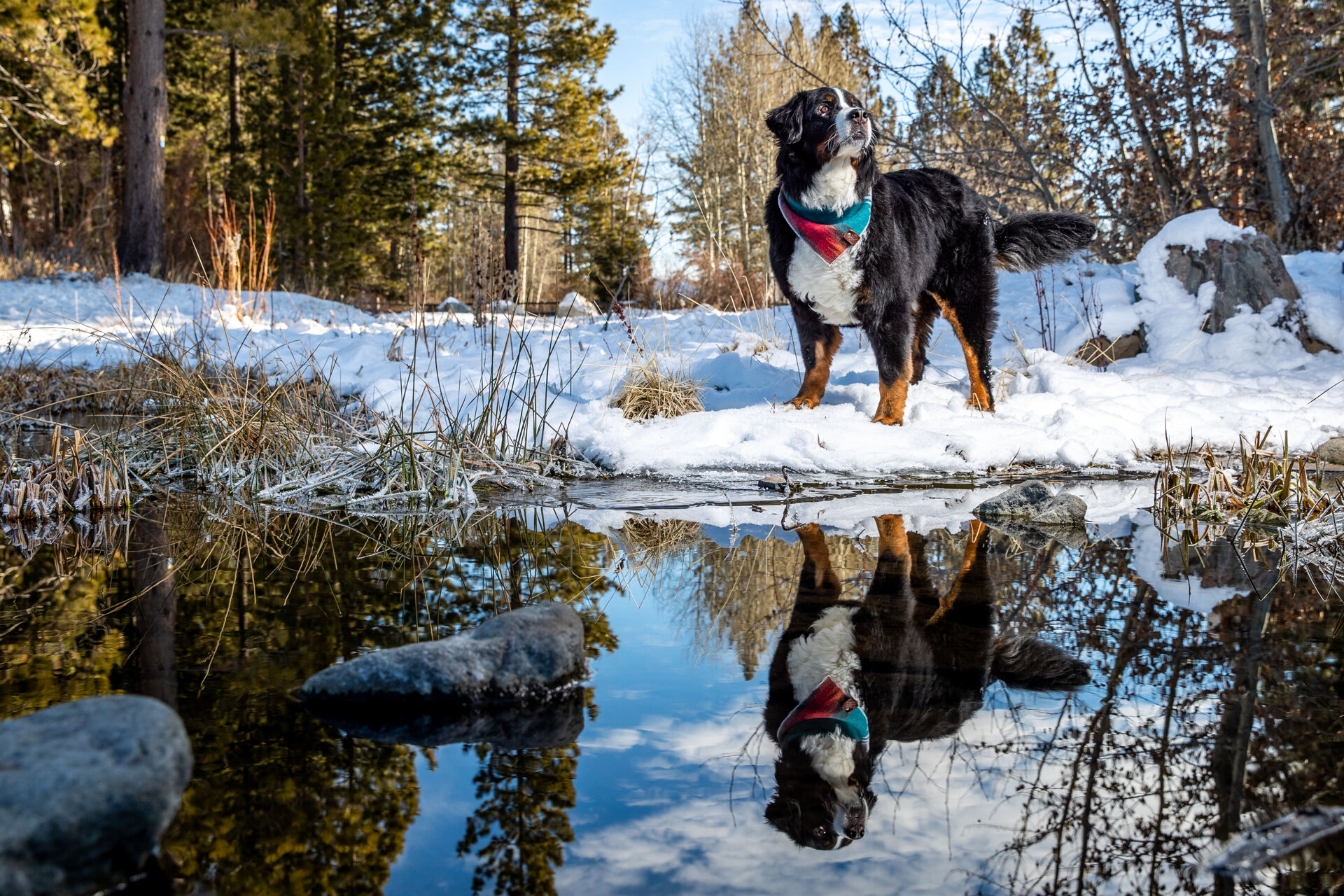 lake-tahoe-dog-canine-pet-photographer-reno-photoraphy-snow-winter-mountain-truckee-reno