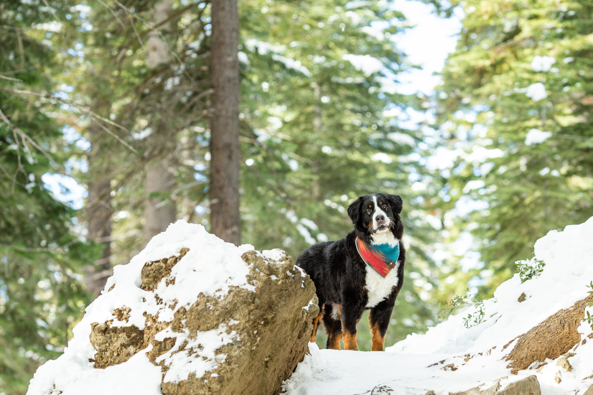 lake-tahoe-dog-canine-pet-photographer-reno-photoraphy-snow-winter-mountain-truckee-reno