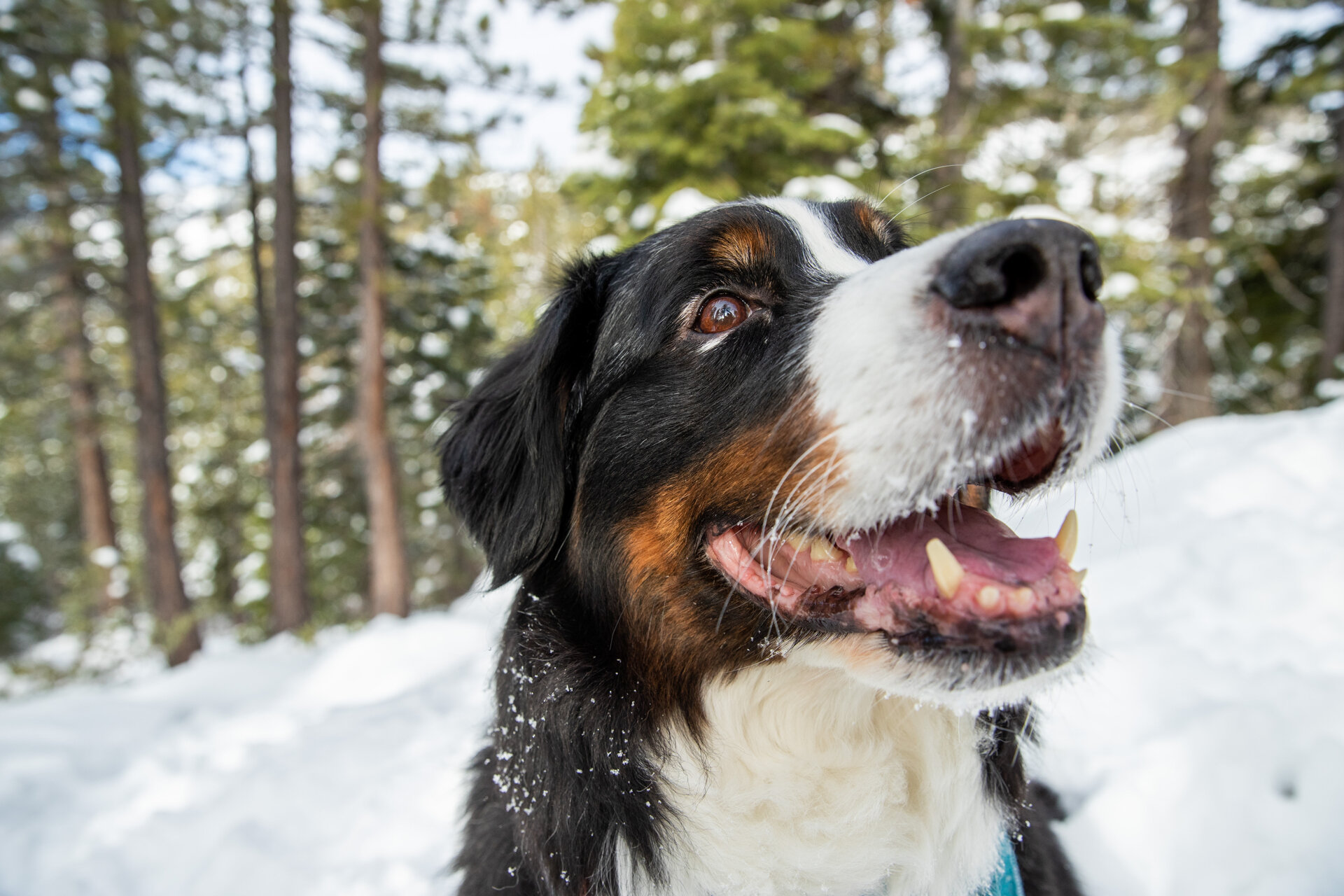 lake-tahoe-dog-canine-pet-photographer-reno-photoraphy-snow-winter-mountain-truckee-reno