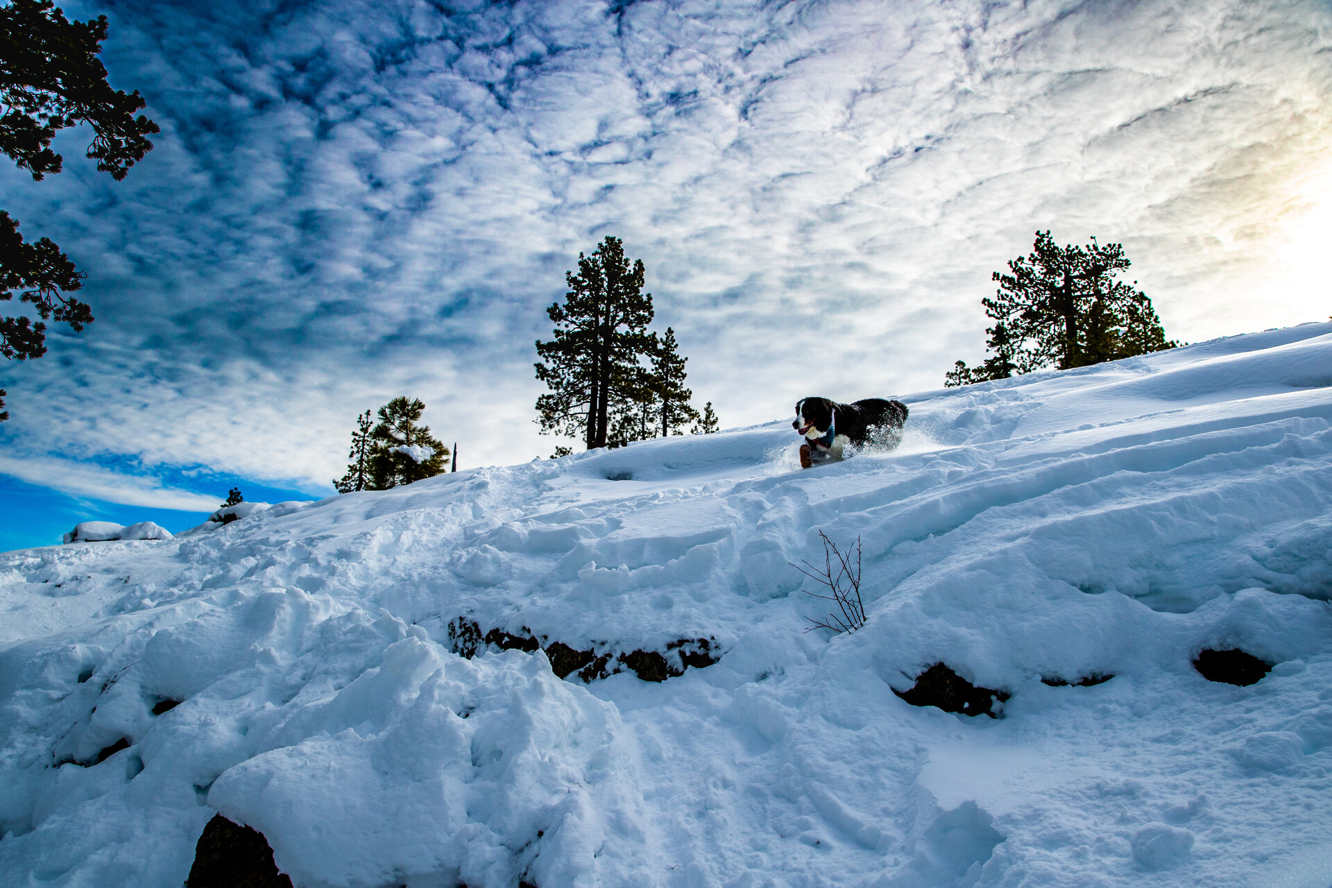 lake-tahoe-dog-canine-pet-photographer-reno-photoraphy-snow-winter-mountain-truckee-reno