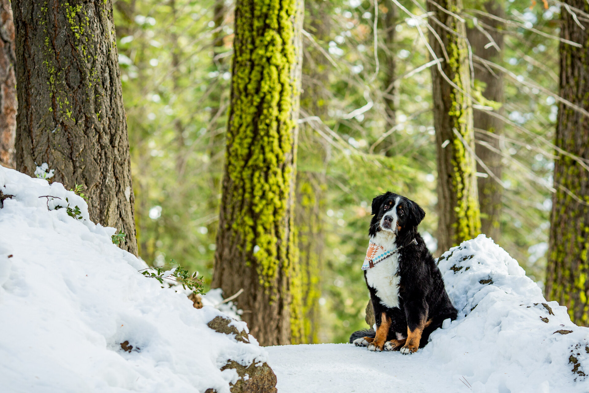 lake-tahoe-dog-canine-pet-photographer-reno-photoraphy-snow-winter-mountain-truckee-reno