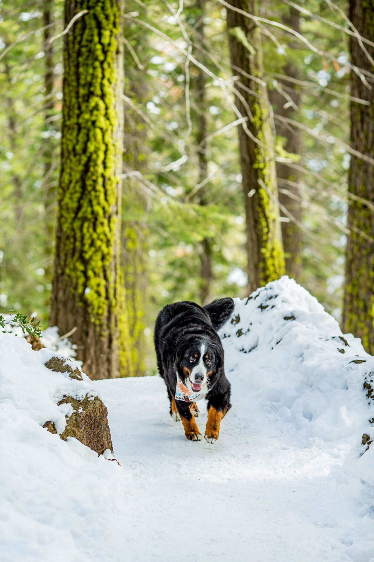 lake-tahoe-dog-canine-pet-photographer-reno-photoraphy-snow-winter-mountain-truckee-reno